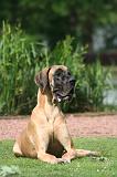 DOGUE ALLEMAND 849